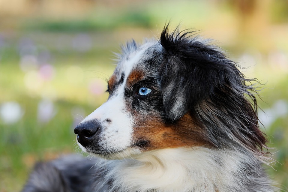 Australian Shepherd Temperament & Personality