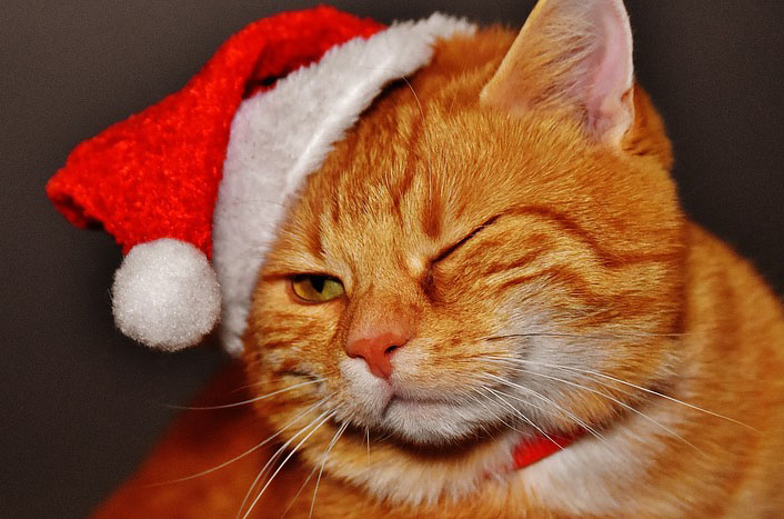 Stress-Free Holidays for Your Pets