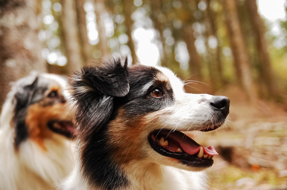 Australian Shepherd