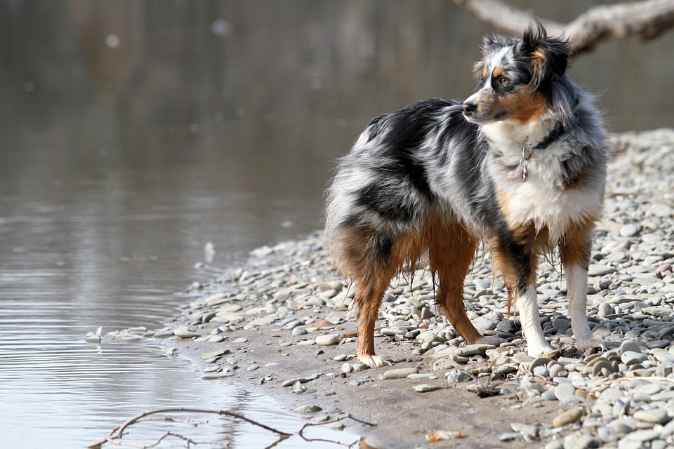 Australian Shepherd (Aussie) Dog Breed Information & Characteristics