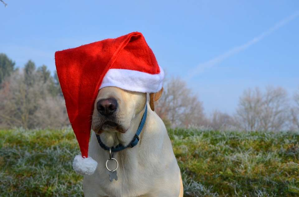Stress-Free Holidays for Your Pets