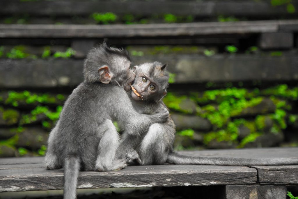 Buying a monkey clearance as a pet