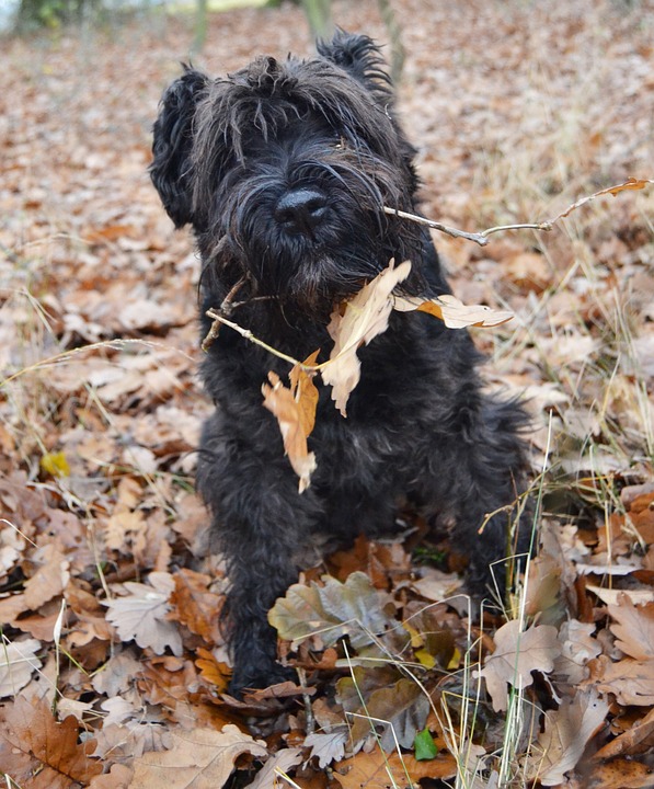 Miniature Schnauzer