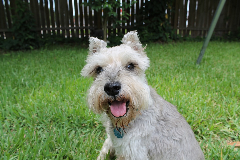 Miniature Schnauzer