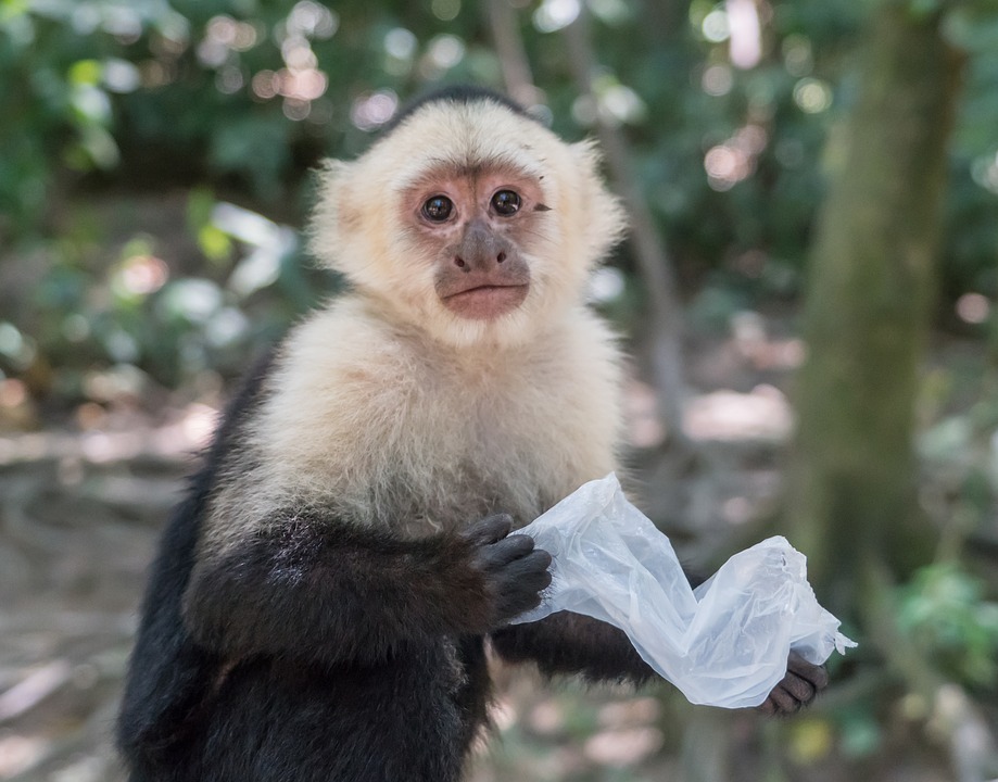 Capuchin Monkey, Our Animals