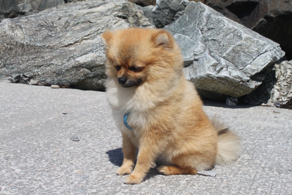 Pomeranian