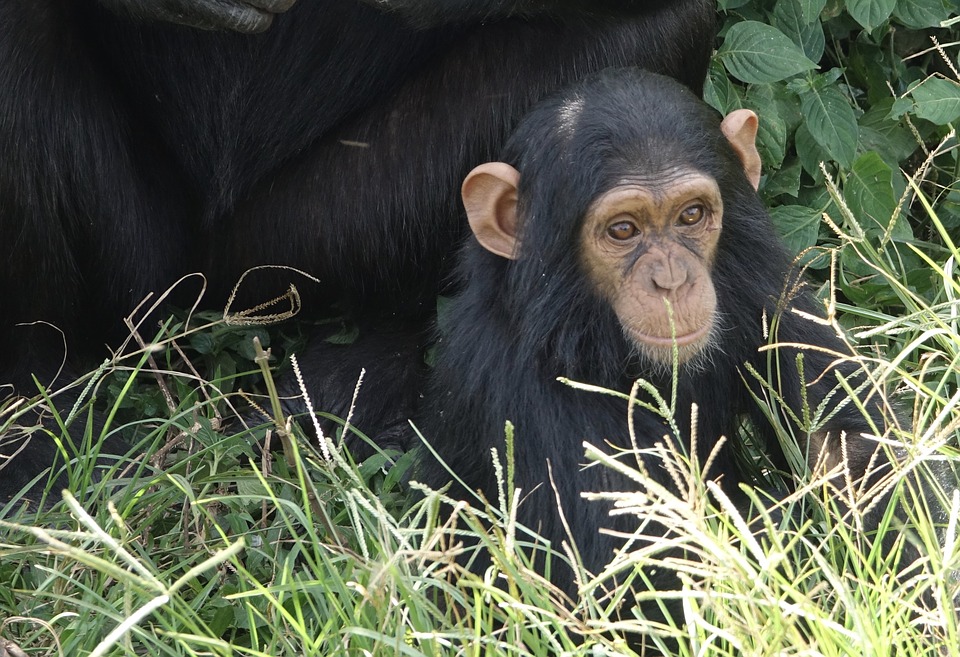 how to care for chimpanzees