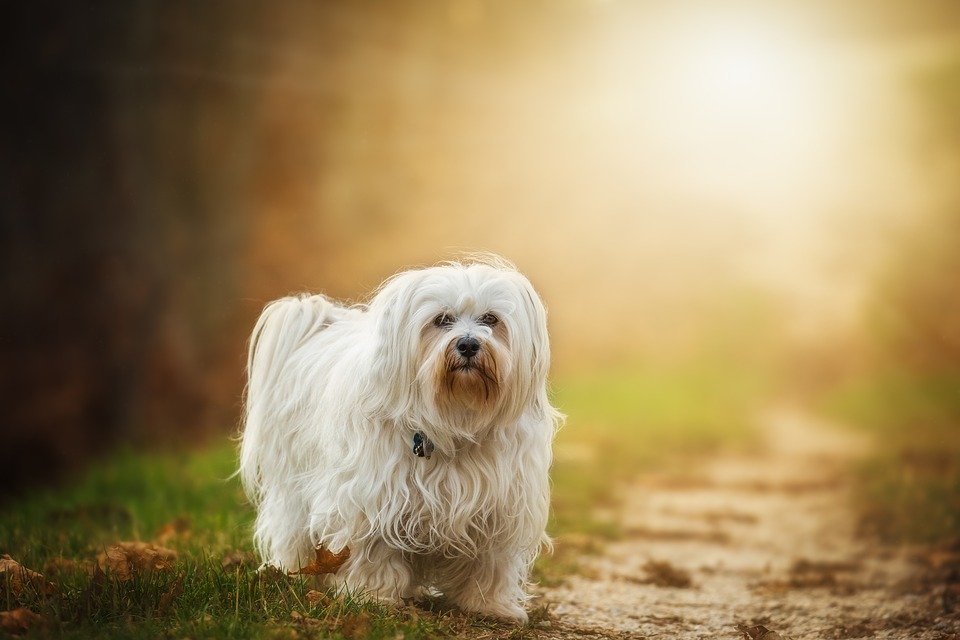 Corded havanese outlet