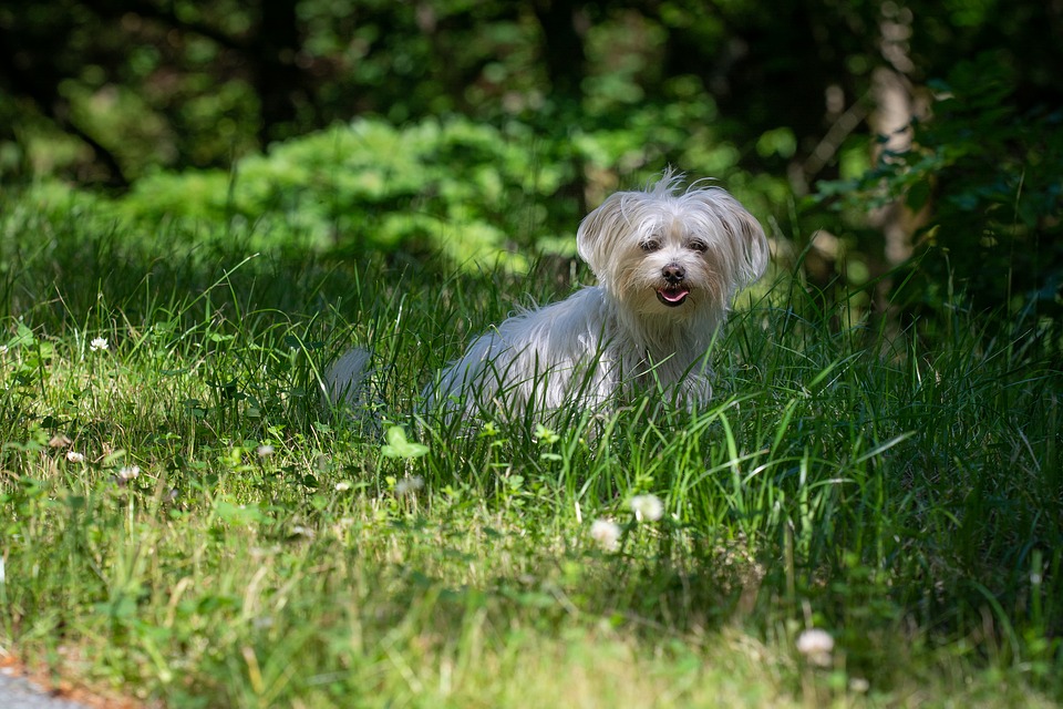 Havanese