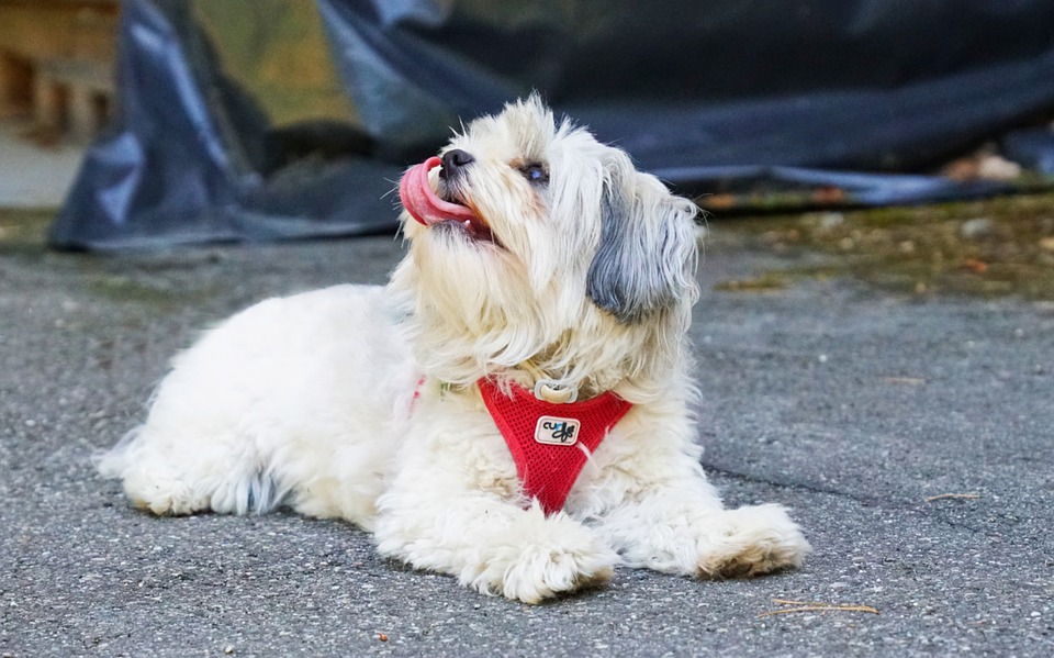 Havanese 2024 curly coat