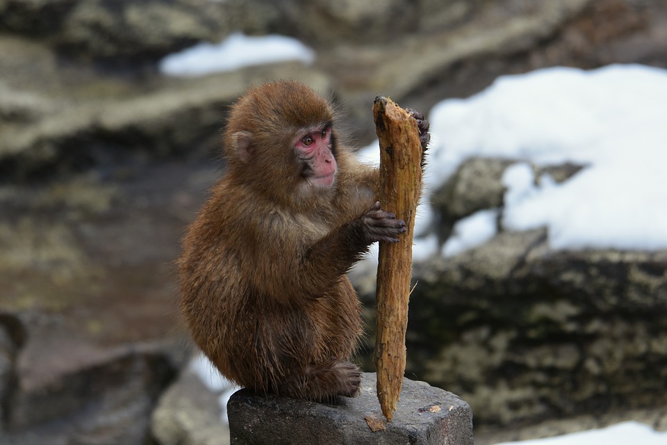 how to care for macaques