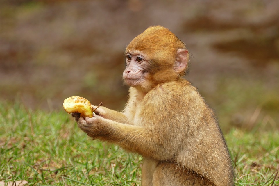 how to care for macaques