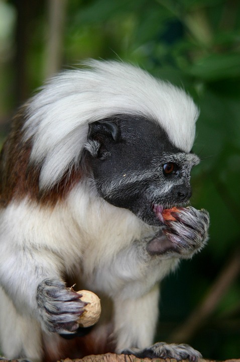 Tamarin monkey eating: how to care for tamarins