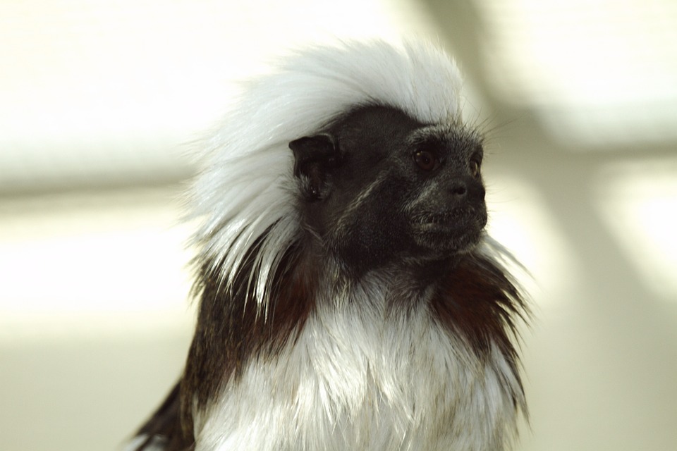 Tamarin Monkey: how to care for tamarins