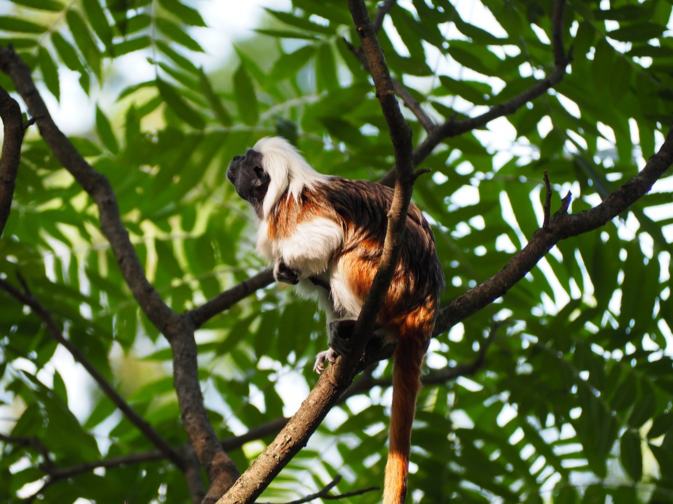 Tamarin monkey climbing tree: how to care for tamarins