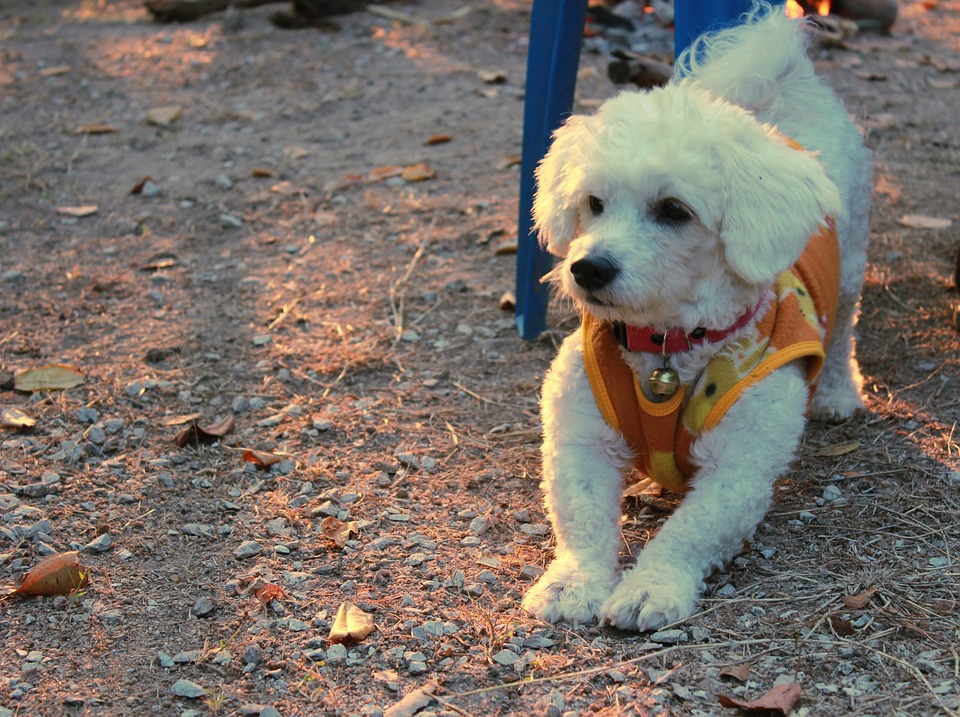 Bichon frise best sale short hair