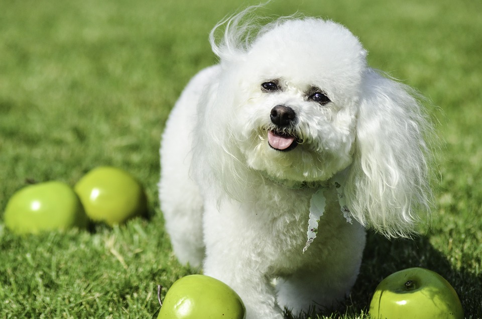 Bichon best sale frise playing