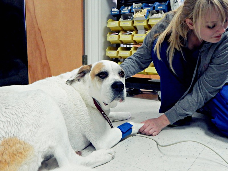 National Senior Pet Wellness Month: Veterinary care of senior dog
