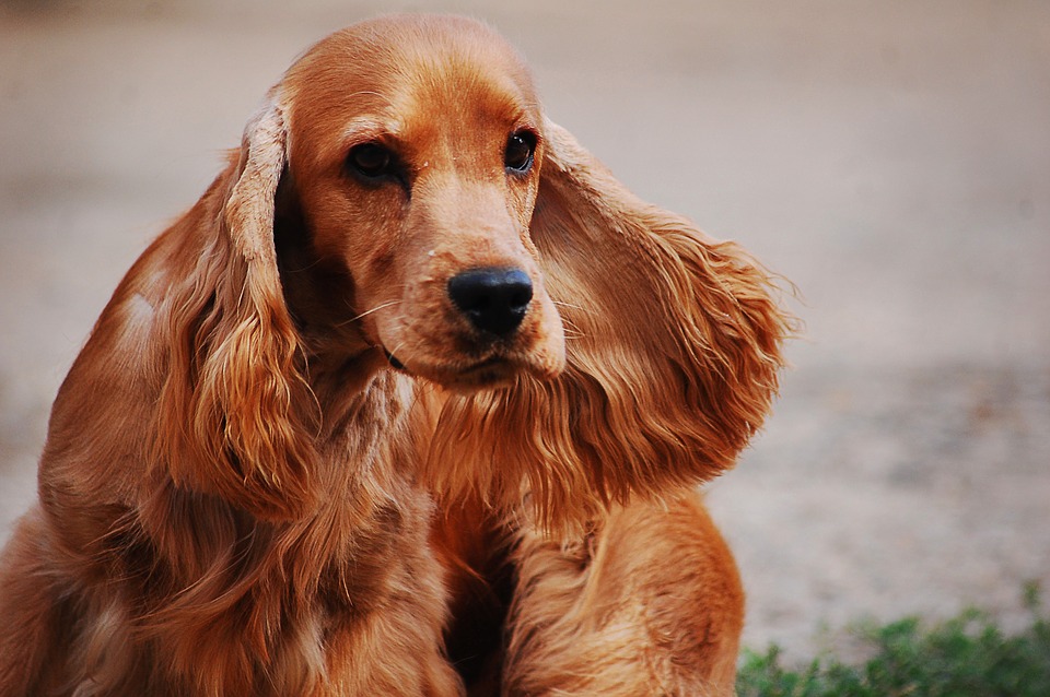 Cocker spaniel inglese (Canis lupus familiaris 'Cocker Spaniel') - Rock  Identifier