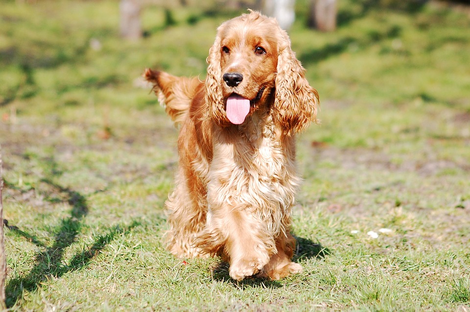 English Cocker Spaniel - All About Dogs