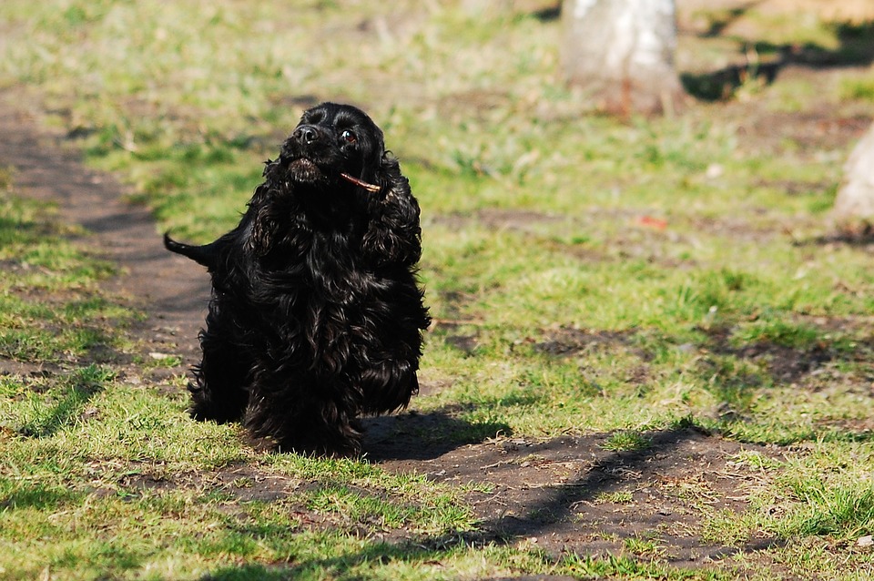 Cocker Spaniel: Vital Stats