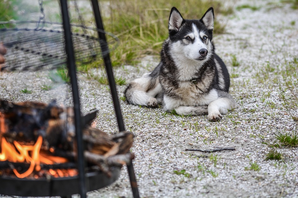 National Pet Fire Safety Day