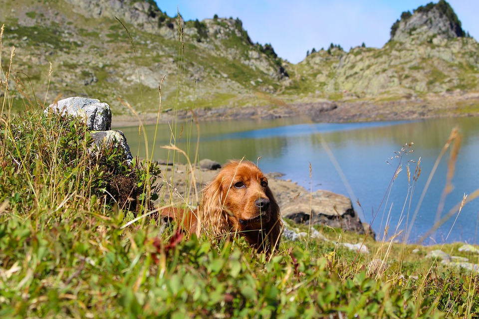 Cocker Spaniel: Care