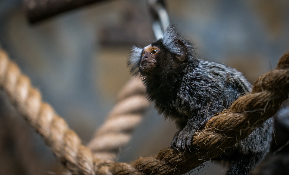 how to care for Marmosets - housing Marmosets