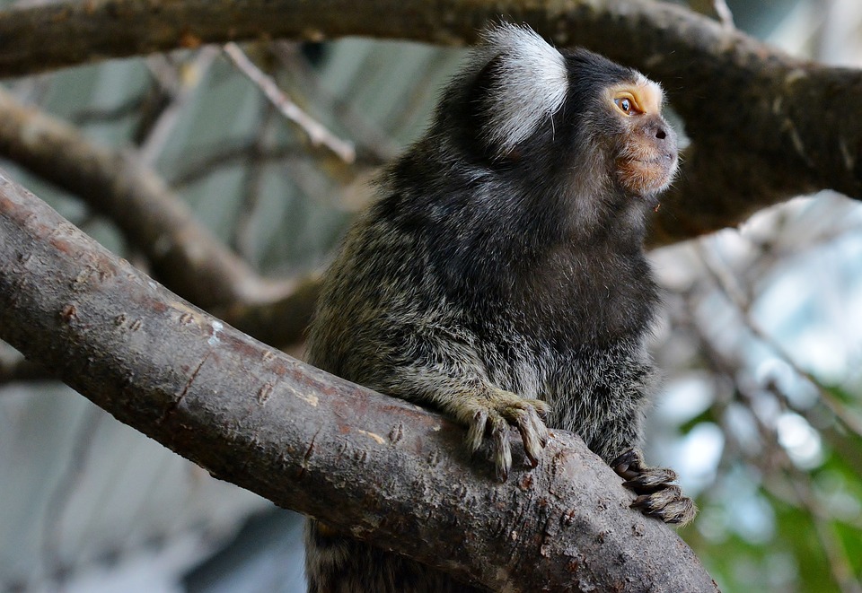 Marmosets on sale as pets