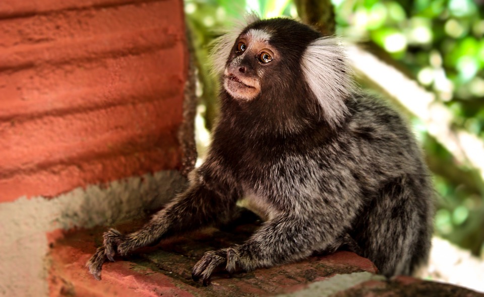 how to care for Marmosets - training Marmosets