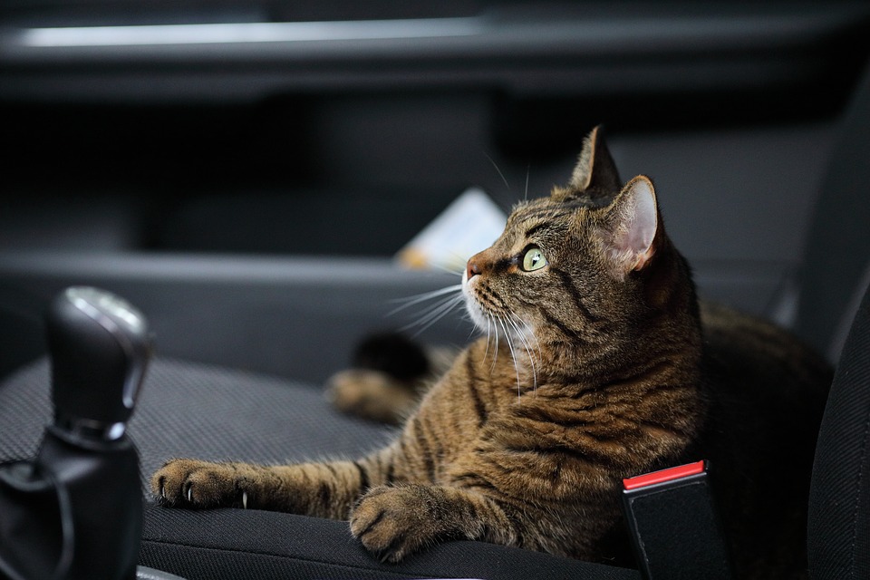 What you need to travel in the U.S. with your dog or cat