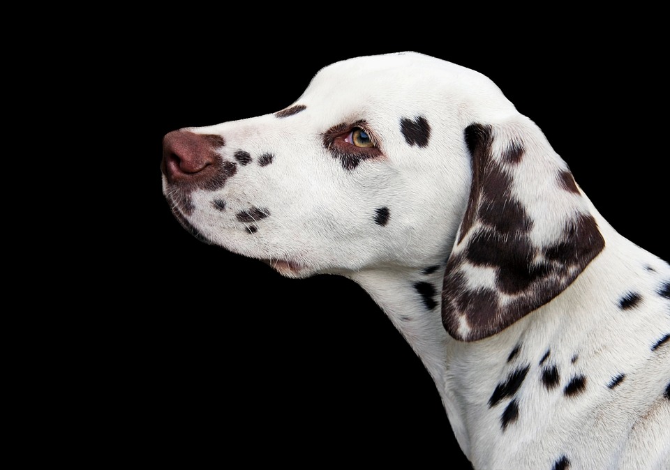 Dalmatians