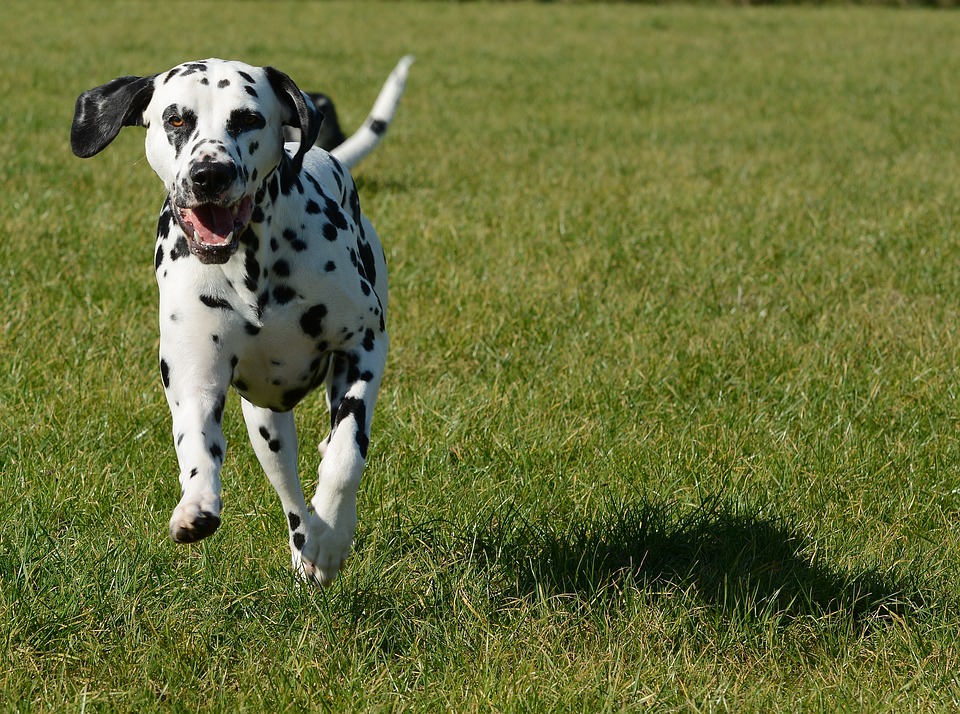 Dalmatians