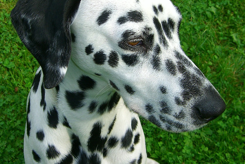 Dalmatians