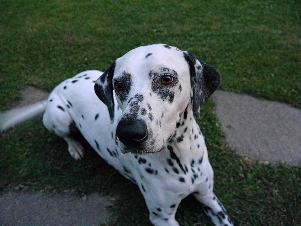 Dalmatians