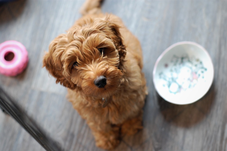 Should you feed your dog grain-free food?