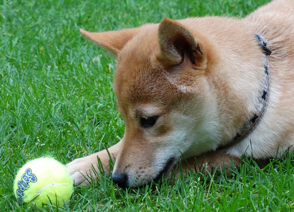 Shiba Inu with tennis ball