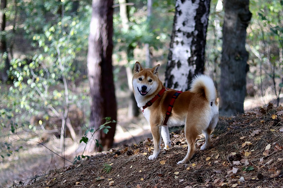 Shiba Inu outdoors