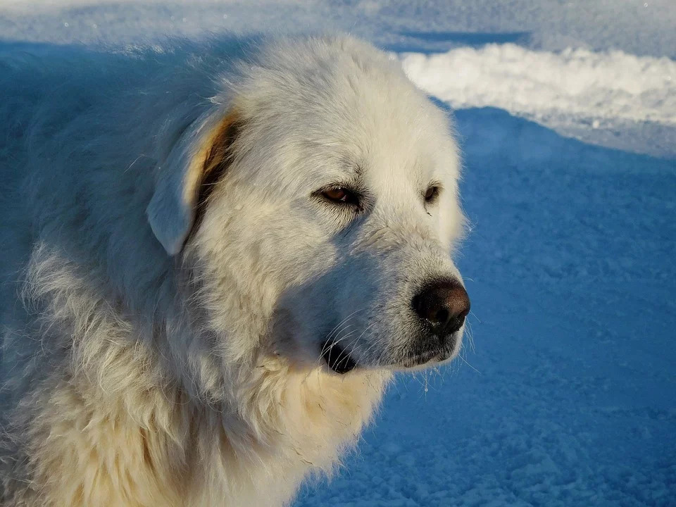 the Great Pyrenees in the snow