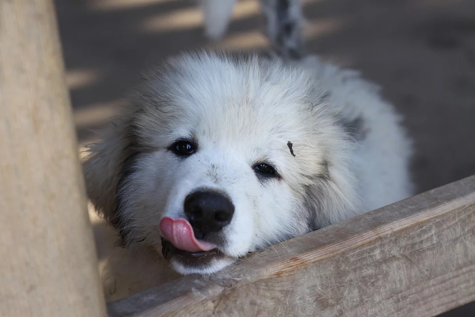 the Great Pyrenees puppy