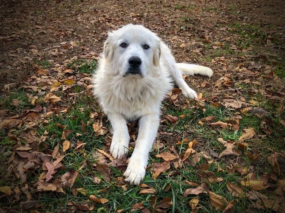 the Great Pyrenees outside