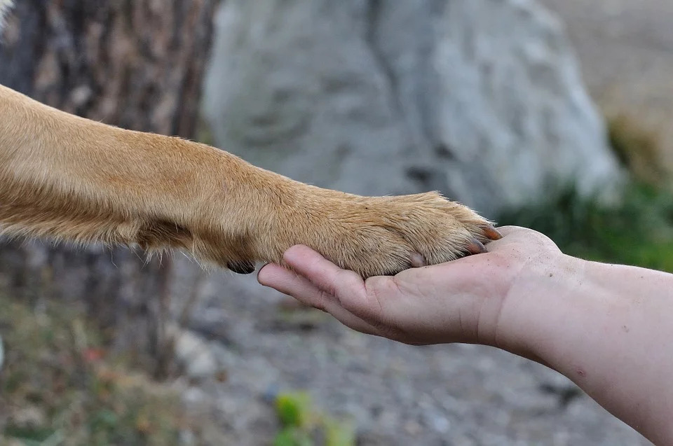 tips for walking your dog - hot pavement on dog paws