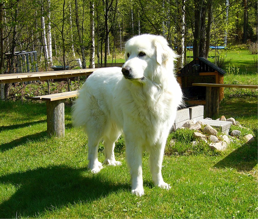 the Great Pyrenees