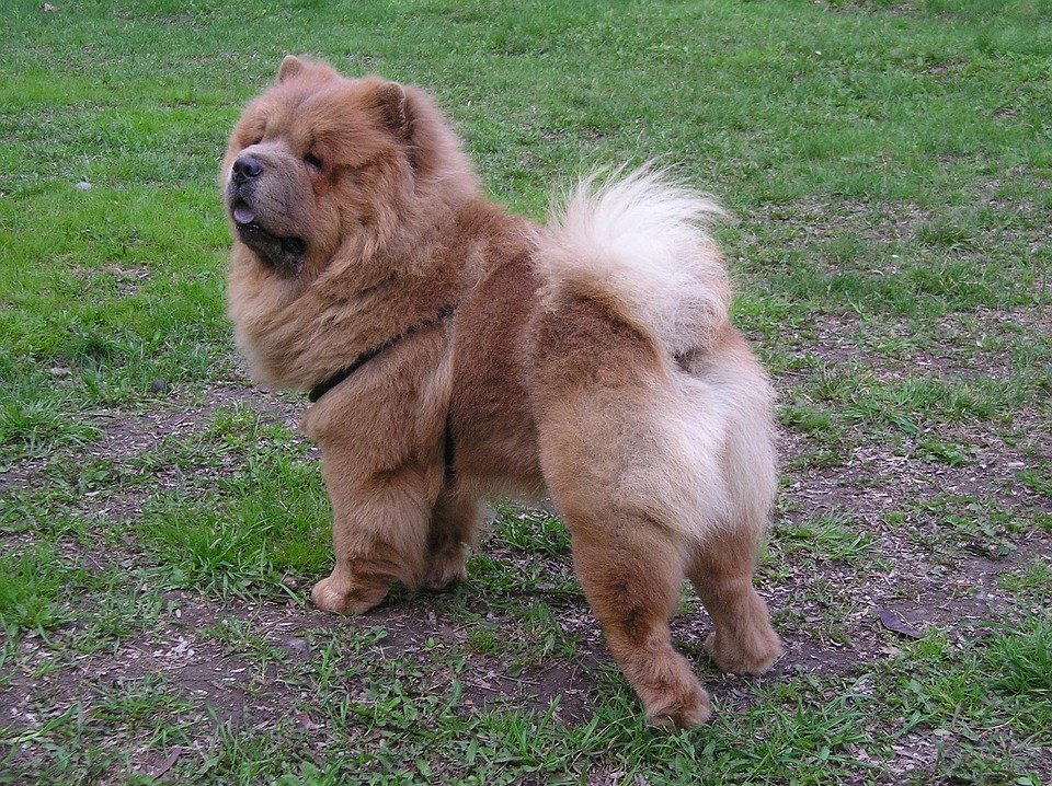 Physical characteristics of Chow Chows