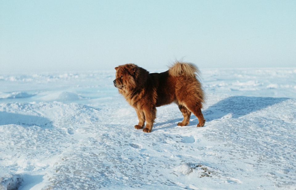 History of Chow Chows