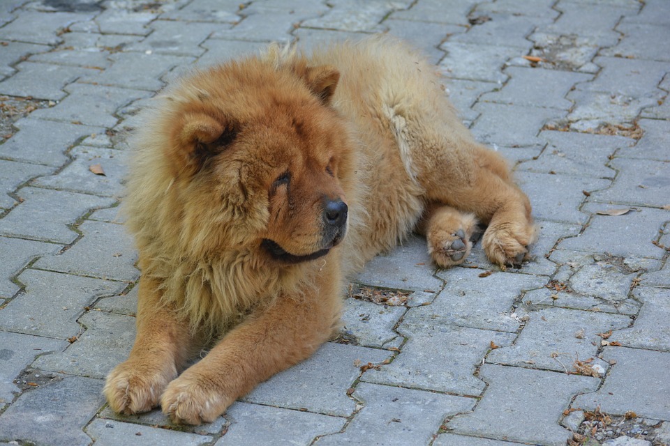 Health of Chow Chows