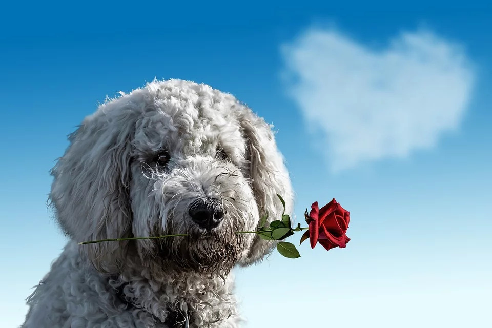 how to have a pet-friendly Valentine's Day
