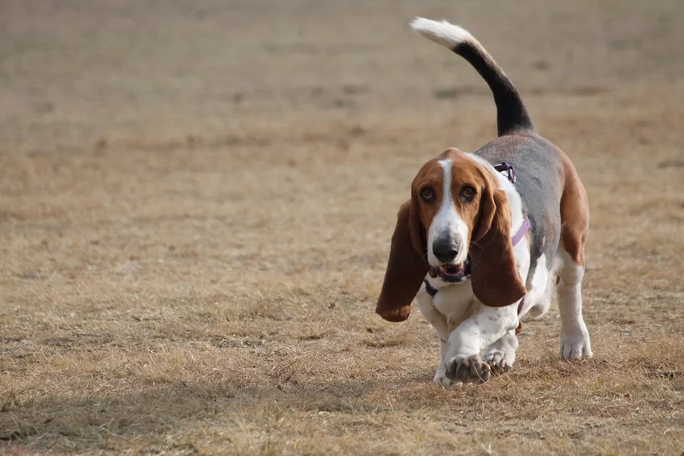 Basset Hounds