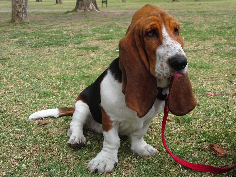 Basset hound muzzle sale