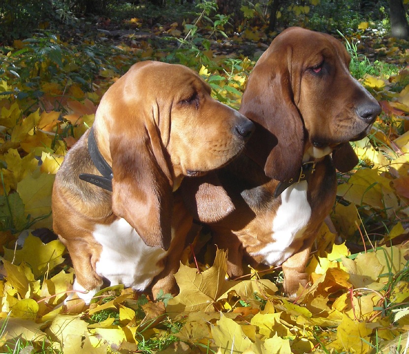 Basset Hounds